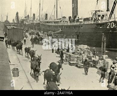 Transport de troupes à Port Tampa, Floride, USA, Guerre hispano-américaine, 10 juin 1898, (1899). Les navires se préparent à partir pour Cuba. 'Les mules et chevaux à venir la voie venait d'être libéré de la divers navires'. À partir de "La Petite J'ai vu de Cuba" par Burr McIntosh, avec des photographies de l'auteur. (En 1898, l'acteur américain et journaliste William Burr McIntosh est allé à Cuba pour couvrir la guerre hispano-américaine pour "Leslie's Weekly" comme journaliste et photographe). [F. Tennyson Neely, Londres &AMP ; New York, 1899] Banque D'Images