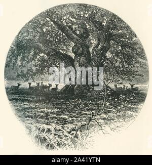 "Le "Roi de la frontière".', c1870. Capon Oak Tree dans les Scottish Borders de Jedburgh, un des derniers arbres de l'ancienne Jedforest. À partir de "l'Europe pittoresque - Les îles Britanniques, Tome II". [Cassell, Petter &AMP ; Galpin, Londres, c1870] Banque D'Images