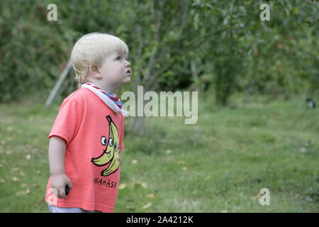 Young male Toddler enfant tenant dans un verger de pruniers Banque D'Images