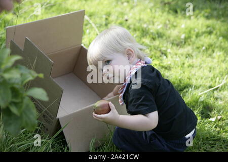 Young male Toddler Enfant Harvesting Apples in Orchard Banque D'Images
