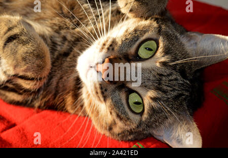 Funny tabby cat européenne regardant sur camera Banque D'Images