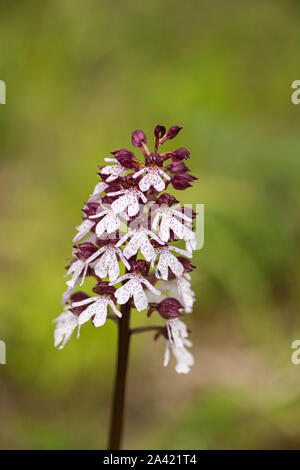 Orchidée : Orchis purpurea. Kent, UK Banque D'Images