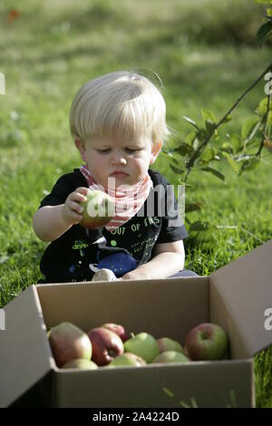 Young male Toddler Enfant Placer les pommes fraîchement cueillies à la case Banque D'Images