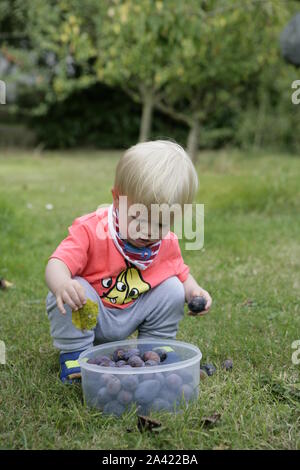 Jeune homme tout-petit Enfant la récolte des prunes dans Orchard Banque D'Images