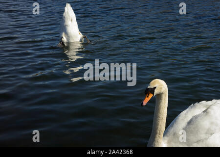 Deux cygnes muets ou cygnus olor pour se nourrir dans les eaux peu profondes, parc national de Killarney, Irlande Banque D'Images