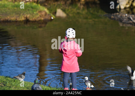 Girl rss les oiseaux sur le lac. Petite fille rss cascades sur un petit lac. Coast in autumn park Banque D'Images