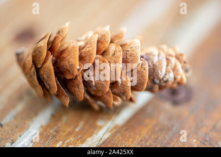 Cône de l'Aiton pine dans le nord de l'Ontario (Canada) Banque D'Images