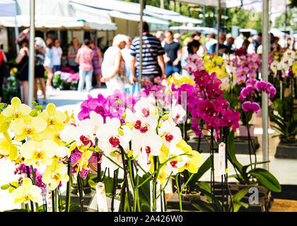 Diverses orchidées colorées, dans le marché floral plein de personnes à la recherche de jardin, plantes, Gand, marché aux fleurs, Banque D'Images
