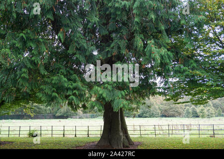 Un cèdre rouge de l'ouest (Thuja plicata), sur l'ouest de Dublin à Farmleigh. L'arbre a été planté en 1877. Banque D'Images