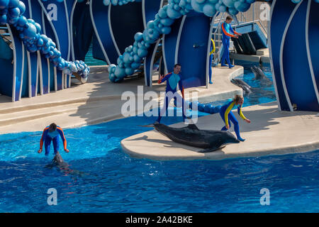 Orlando, Floride. Le 30 septembre 2019. Dolphin Nice poser hors de l'eau at Seaworld Banque D'Images