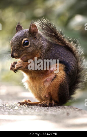 Mignon écureuil gris de manger des noix dans le parc Stanley à Vancouver Banque D'Images