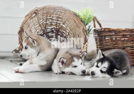 Trois jeunes chiots husky dormir sur un fond blanc Banque D'Images