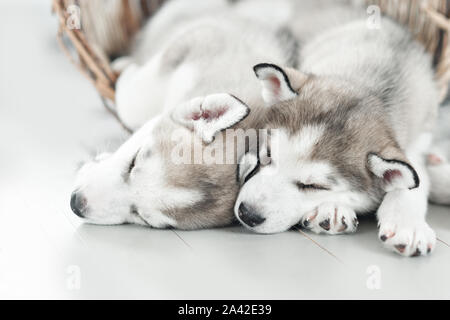 Trois jeunes chiots husky dormir sur un fond blanc Banque D'Images