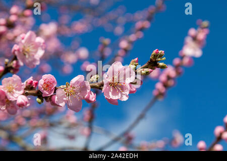 Fleur d'amandier rose au début du printemps, contre un ciel bleu clair dans le nord de Londres Banque D'Images