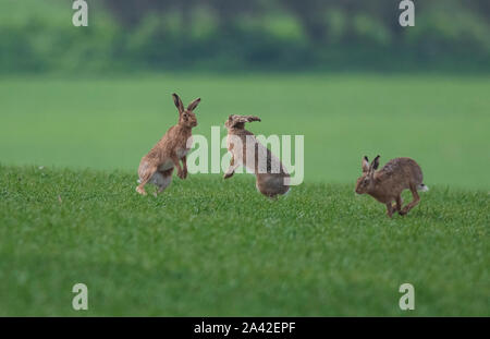 Lièvre brun Lepus europaeus- fort. Au printemps. Uk. Banque D'Images