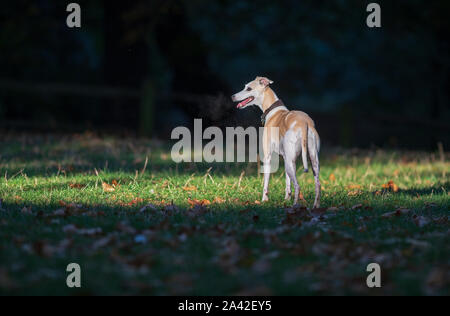 Whippet-Canis lupus familiaris. Banque D'Images
