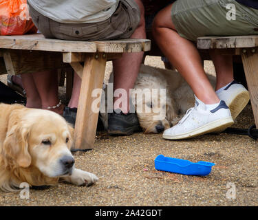 Les chiens attendent patiemment pendant que leurs propriétaires boire et manger. Banque D'Images