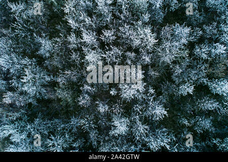 Vue aérienne de la floraison des cerisiers au soir. Voler au-dessus de verger. Contexte d'arbres à fleurs blanches vu de dessus. Banque D'Images