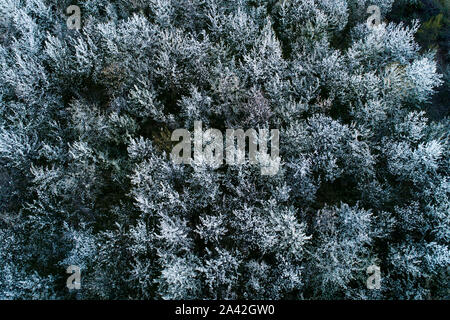 Vue aérienne de la floraison des cerisiers au soir. Voler au-dessus de verger. Contexte d'arbres à fleurs blanches vu de dessus. Banque D'Images