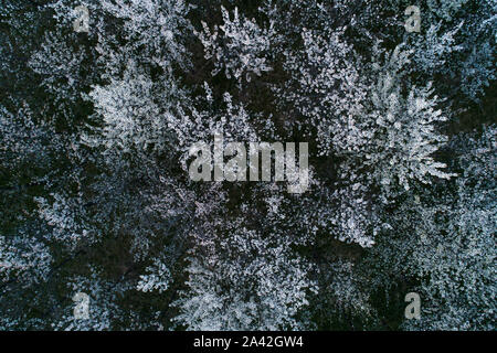 Vue aérienne de la floraison des cerisiers au soir. Voler au-dessus de verger. Contexte d'arbres à fleurs blanches vu de dessus. Banque D'Images