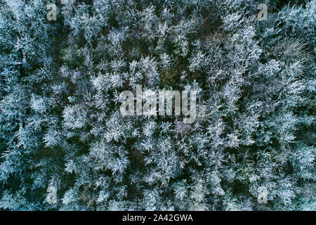 Vue aérienne de la floraison des cerisiers au soir. Voler au-dessus de verger. Contexte d'arbres à fleurs blanches vu de dessus. Banque D'Images