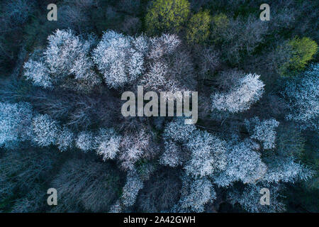 Vue aérienne de la floraison des cerisiers au soir. Voler au-dessus de verger. Contexte d'arbres à fleurs blanches vu de dessus. Banque D'Images