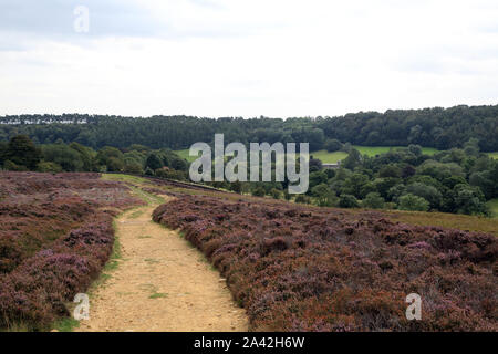 La lande sur piste au-dessus de North Yorkshire Moors, Derbyshire York, North Yorkshire, Angleterre, Royaume-Uni Banque D'Images