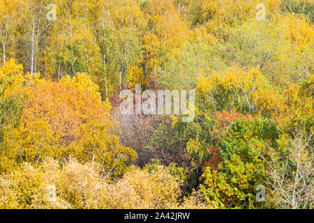 - Fond naturel divers arbres colorés dans la forêt sur la journée ensoleillée d'automne Banque D'Images