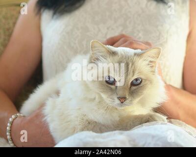 Visage de chat aux yeux bleus Banque D'Images