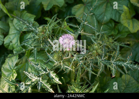 Galactites tomentosa fleur pourpre Banque D'Images