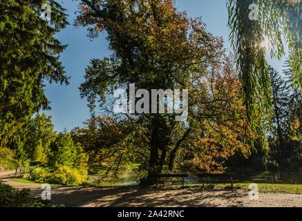 Vue sur parc public à Pruhonice, République tchèque avec de grands arbres, des ombres sur les chemins de sable. Soleil qui brille à travers les feuilles de saule pleureur. Cette journée d'automne. Banque D'Images