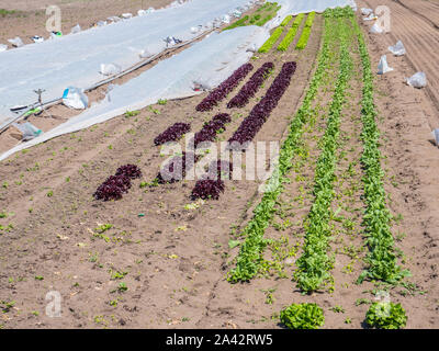 Champ de salades dans le jardin Banque D'Images