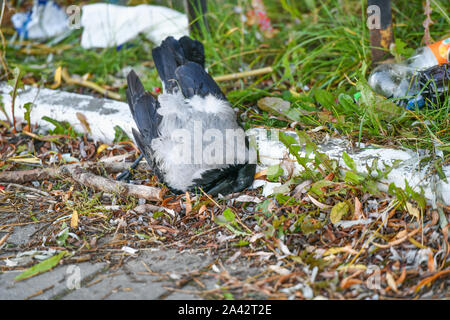 Corneille morte. La perturbation écologique pour les animaux. Corneille morte dans l'herbe. dead black bird sur la pelouse, oiseau dead raven, l'arrière-plan dans la nature Banque D'Images