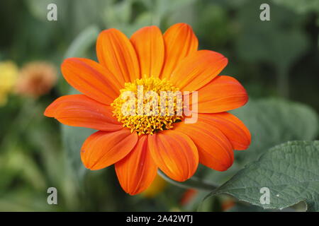 Tithonia rotundifolia 'Torch' dans un jardin à la fin de l'été - à la frontière du Yorkshire, UK Banque D'Images