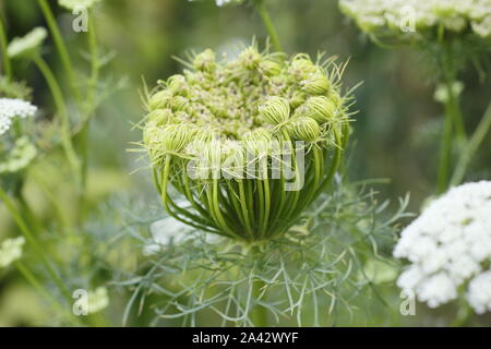 'Ammi Visnaga' capitule en déployant une fin de l'été jardin frontière. Également appelé dent plante ou l'herbe de l'évêque. Banque D'Images