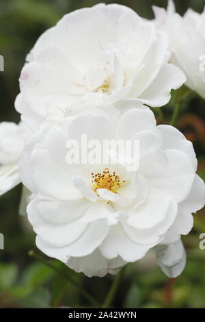 Rosa 'Iceberg' floribunda rose Floraison en grappes caractéristique en septembre. UK Banque D'Images