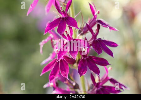 × Lobelia speciosa 'Hadspen Purple affichage lumineux caractéristique magenta fleurs dans un jardin de septembre. UK Banque D'Images