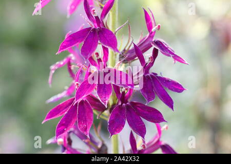 × Lobelia speciosa 'Hadspen Purple affichage lumineux caractéristique magenta fleurs dans un jardin de septembre. UK Banque D'Images