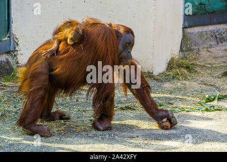 Mère orang-outan marcher avec son bébé sur son dos, gravement menacée d'espèce animale d'Indonésie Banque D'Images