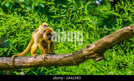 Singe hurleur or mère transportant son bébé sur son dos, Primate avec bébé, espèce animale tropicale de l'Amérique Banque D'Images