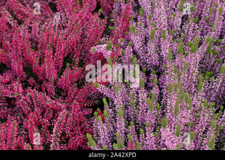 Calluna vulgaris. Floraison d'hiver Plantes cultivées heather groupées pour impact en octobre. UK Banque D'Images