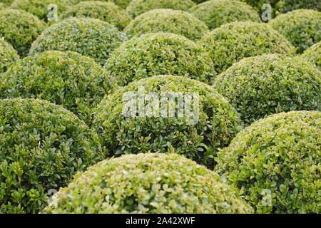 Buxus sempervirens. Regroupement des cartonneries taillés en boules. De l'automne. UK Banque D'Images