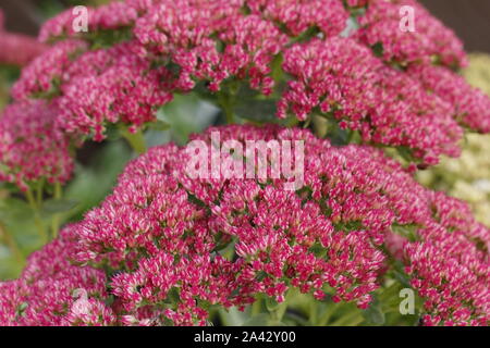 Sedum 'Autumn Joy' affichant des caractéristiques des fleurs roses en automne. UK. Aga Banque D'Images