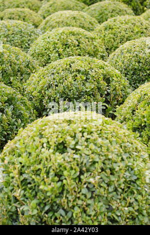 Buxus sempervirens. Regroupement des cartonneries taillés en boules. De l'automne. UK Banque D'Images