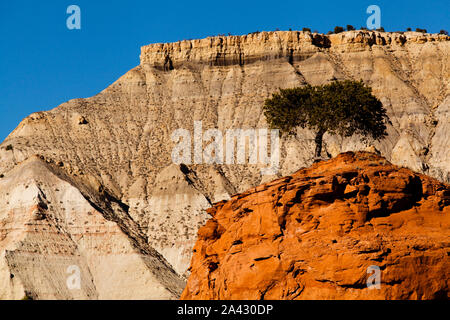 Lone Tree sur rock formation, parc d'état de Kodachrome, UT Banque D'Images