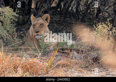 Femme Lion - Lionne au repos dans l'ombre d'un buisson dans Moremi, Okavango Delta, Botswana Banque D'Images