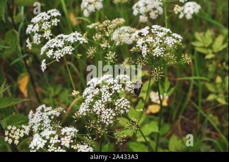 Bumblebee se trouve sur petites fleurs blanches Banque D'Images