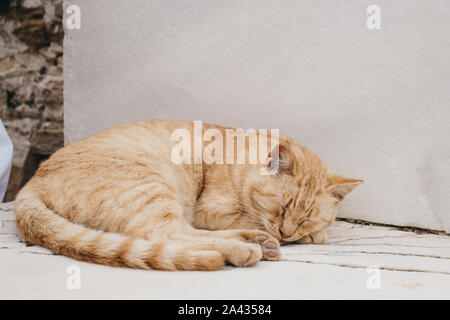 Stray Cat gingembre dormir dans l'ombre sur l'île de Délos, en Grèce. Banque D'Images