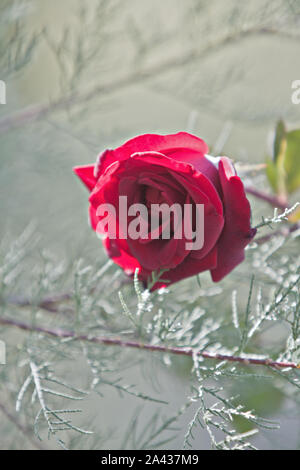 Fleur rose rouge close up Banque D'Images