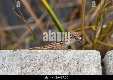 Gros plan d'un Lizard avec Prey Dans sa Bouche aux Marais des Everglades, Floride, États-Unis Banque D'Images